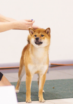 picture of dog