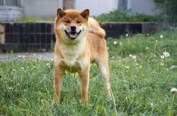 picture of dog