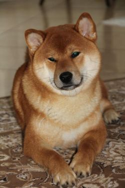 picture of dog