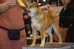 picture of dog