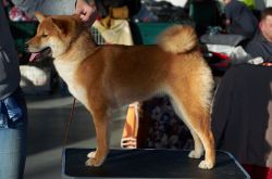 picture of dog