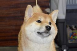 picture of dog