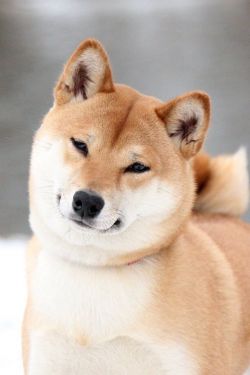 picture of dog