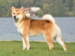 picture of dog