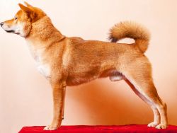 picture of dog