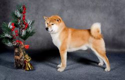 picture of dog