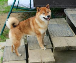 picture of dog