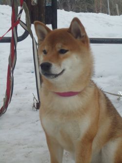 picture of dog