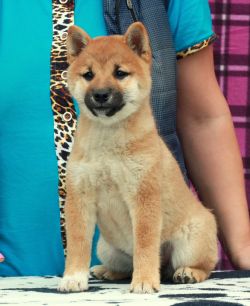 picture of dog