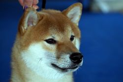 picture of dog