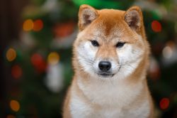 picture of dog
