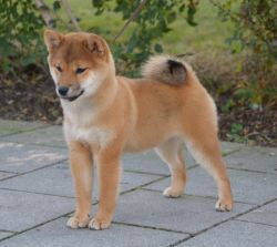 picture of dog