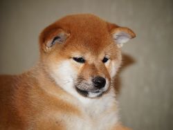 picture of dog