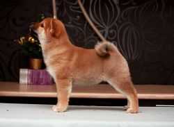picture of dog