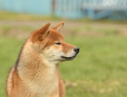 picture of dog