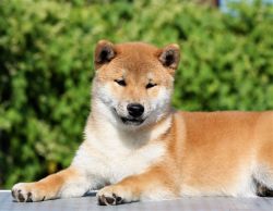 picture of dog