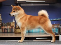 picture of dog