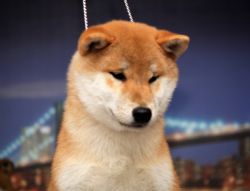 picture of dog