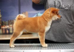 picture of dog