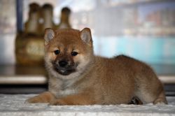 picture of dog