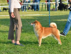 picture of dog