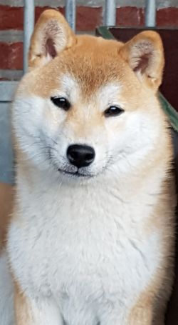 picture of dog