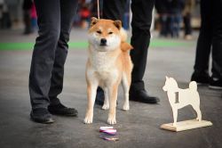 picture of dog