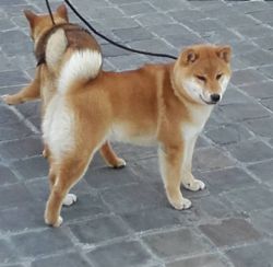 picture of dog