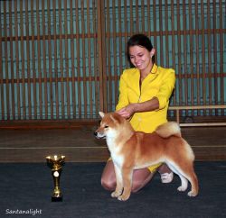 picture of dog