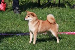 picture of dog