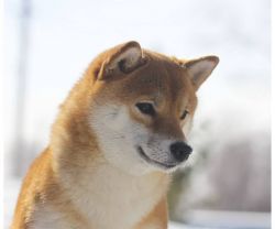 picture of dog