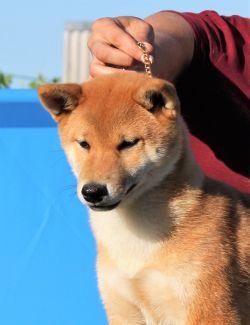 picture of dog
