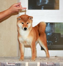 picture of dog