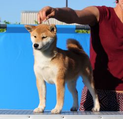 picture of dog