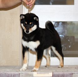 picture of dog