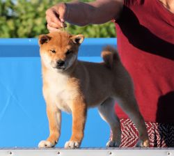 picture of dog