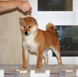 picture of dog