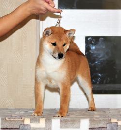 picture of dog