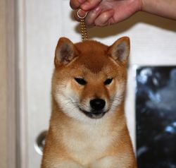 picture of dog