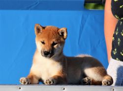 picture of dog