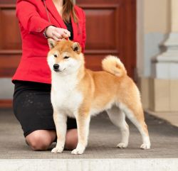 picture of dog