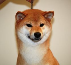 picture of dog