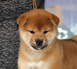picture of dog