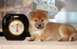 picture of dog