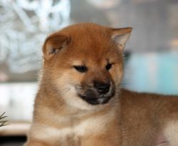 picture of dog