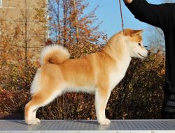 picture of dog