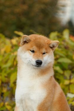 picture of dog