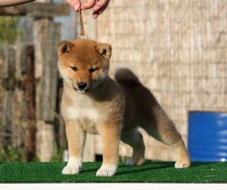 picture of dog