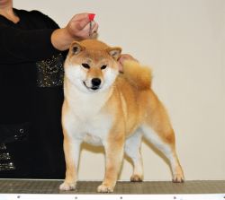 picture of dog
