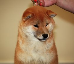 picture of dog